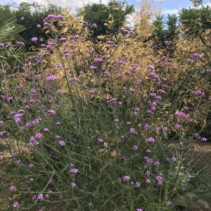 Stipa gigantea and verbena