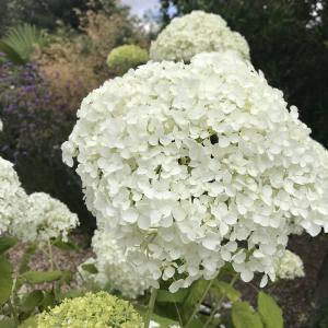 Hydrangea