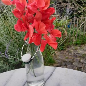 Catoegory: 9 stem sweetpeas