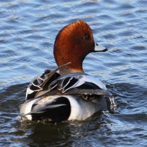 wigeon