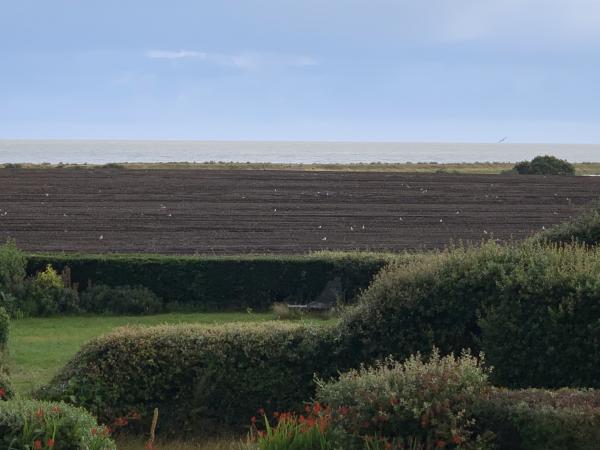 potato field