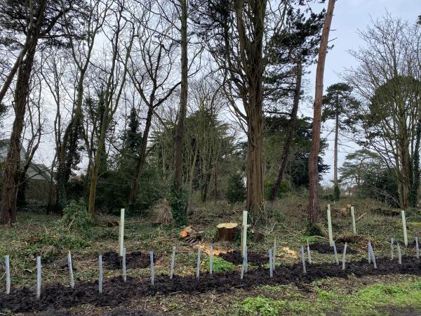 Tree and hedge planting on Bennett's Copse