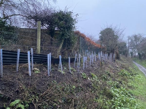 Hedging on Sandy Lane