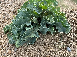 Crambe marítima, Sea Kale, Walberswick Dunes June 2026