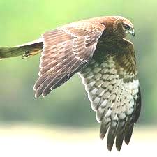 Marsh Harrier